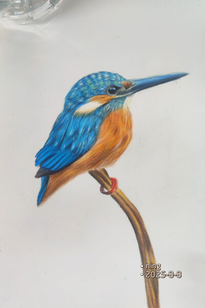 彩铅小鸟