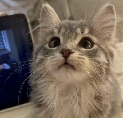 小宠