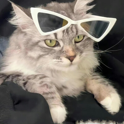 小宠