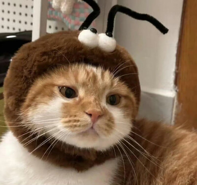 小宠