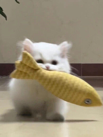 小宠