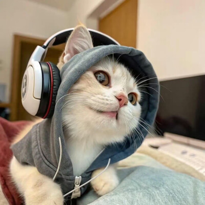 小宠