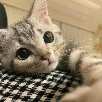 小宠