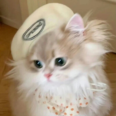 小宠