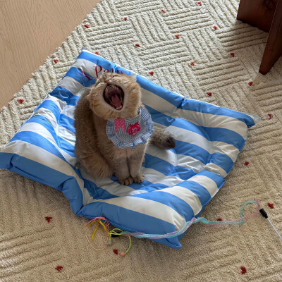 手机壁纸 猫咪
