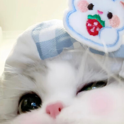 可爱猫猫头像