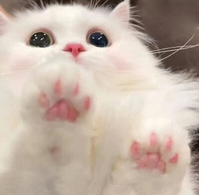小宠