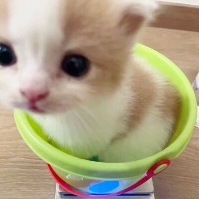 (*≧ω≦)