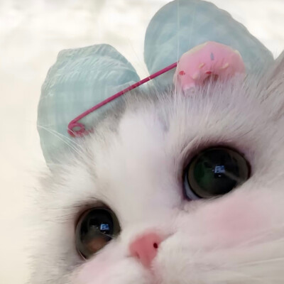 可爱猫猫头像