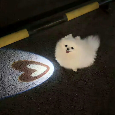 小宠