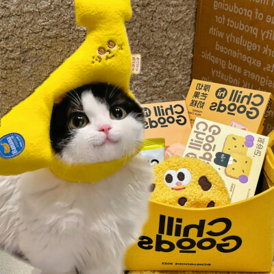 小宠