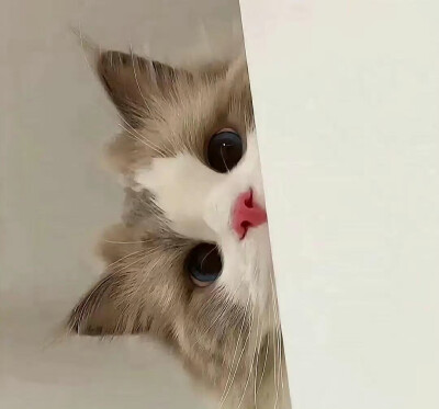 小宠