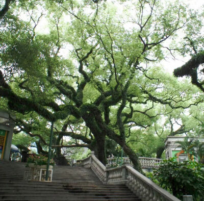 绿色