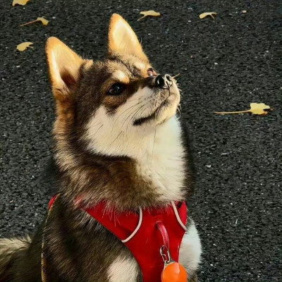 小宠