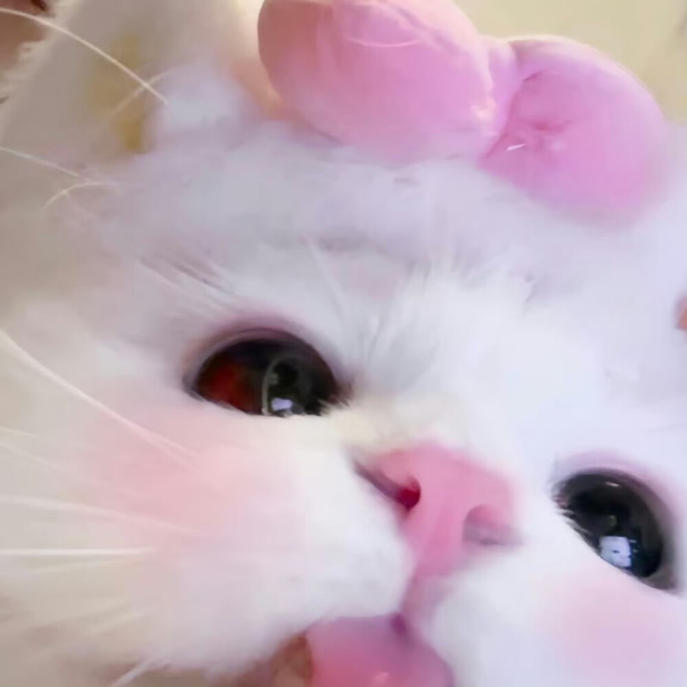 可爱猫猫头像