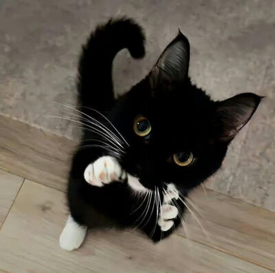 小宠