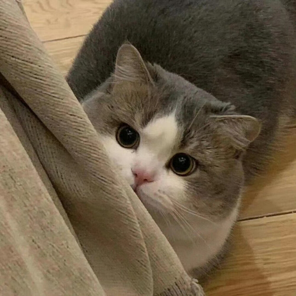小宠