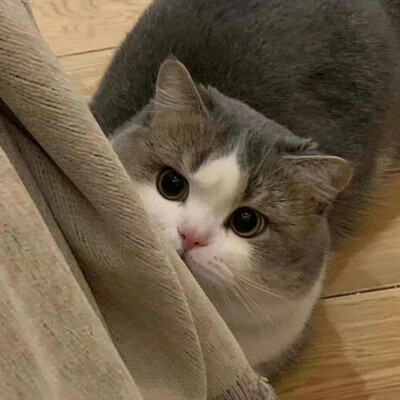 小宠