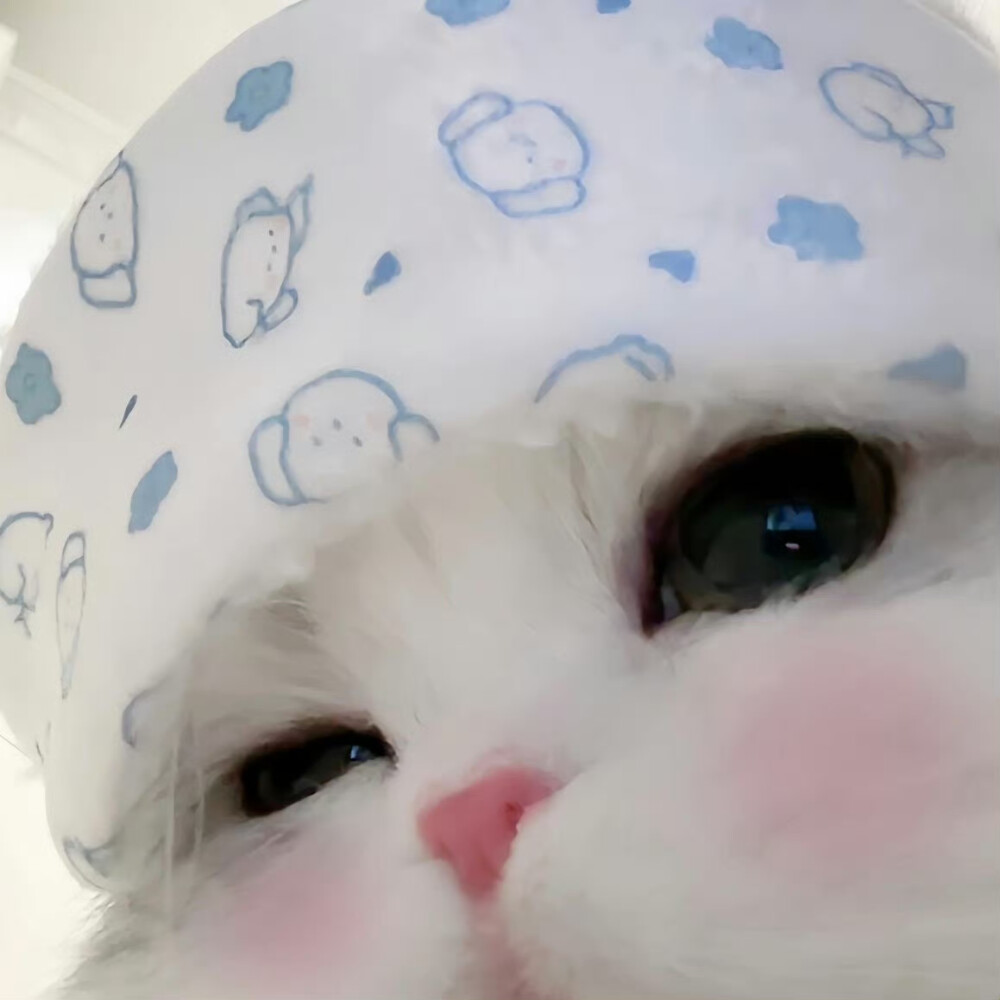 可爱猫猫头像