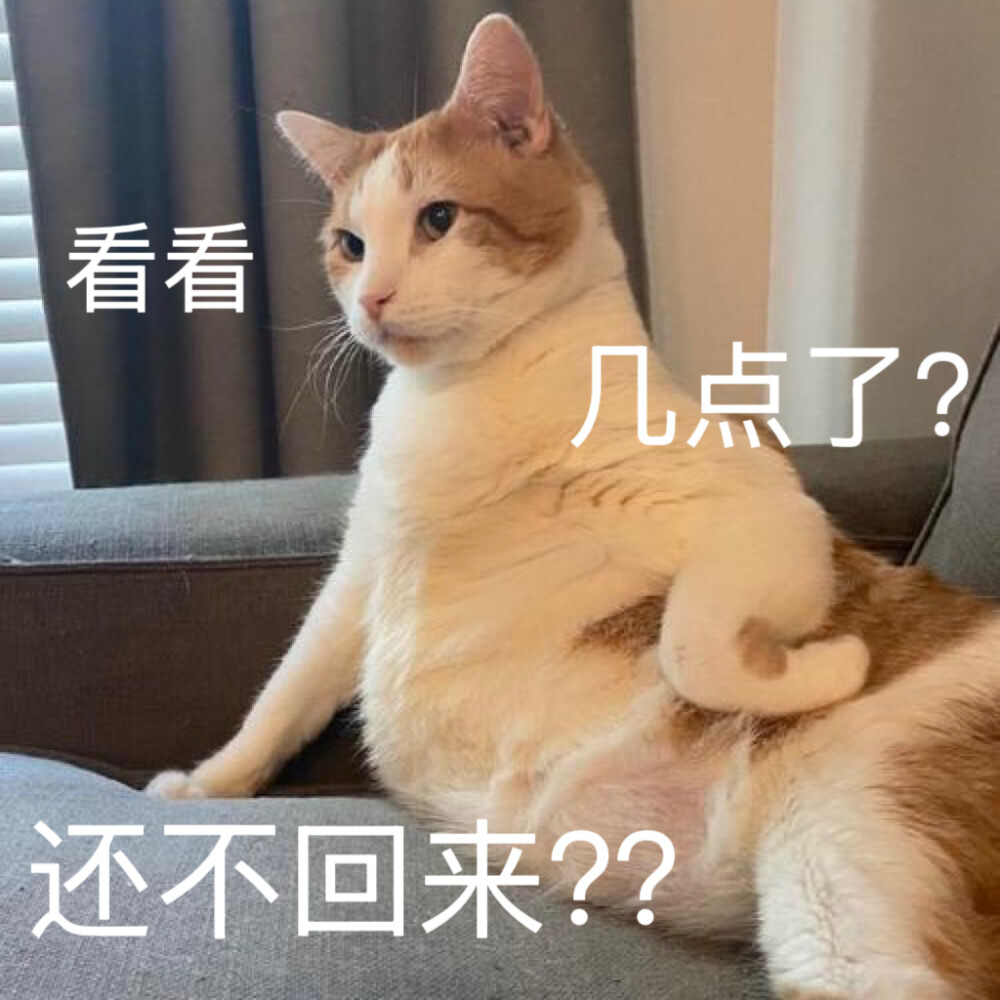 沙雕猫咪表情包
