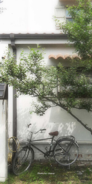 绿色壁纸 锁屏  cr.chomi