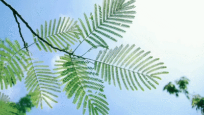 初恋⁺ ˖୨୧ イチゴつきクマ 