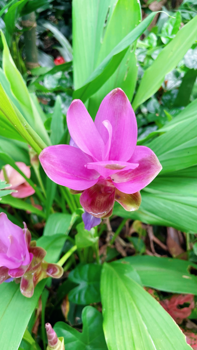 姜荷花