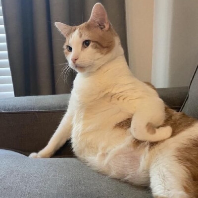 沙雕猫咪表情包