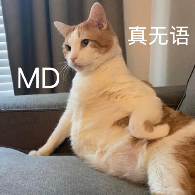 沙雕猫咪表情包