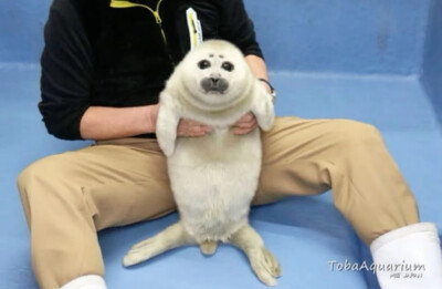 海豹