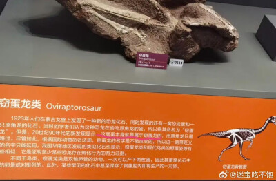 窃蛋龙：为我花生！！