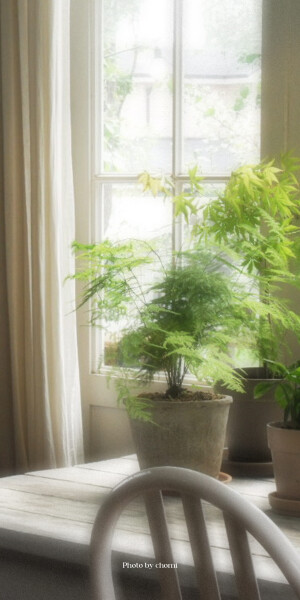 绿色壁纸 锁屏  cr.chomi