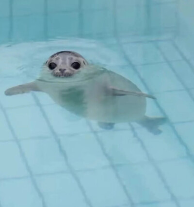 海豹