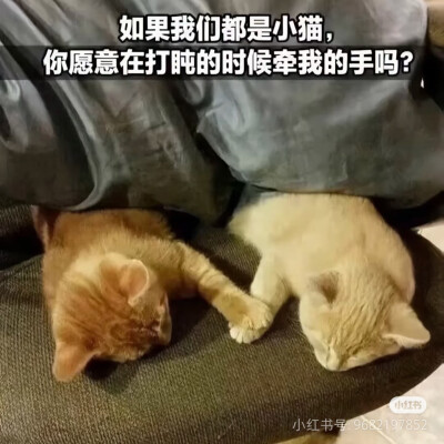 我是不会放弃收集这种图片的