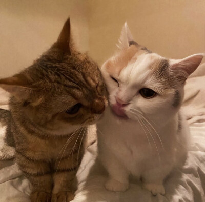 咪