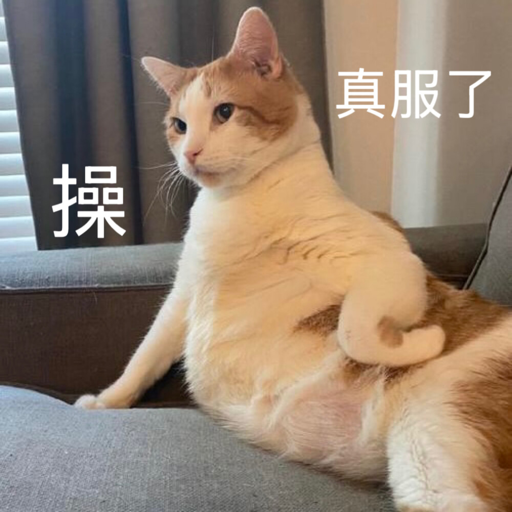 沙雕猫咪表情包