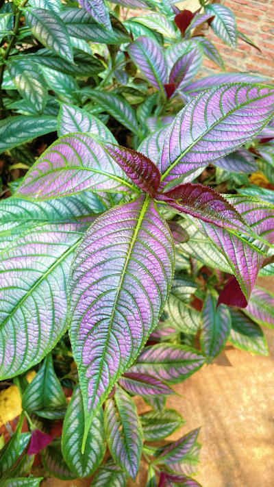 波斯红草