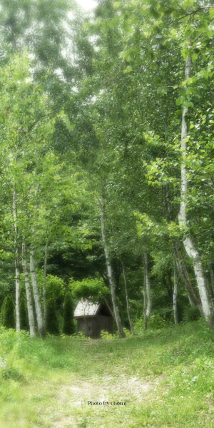 绿色壁纸 锁屏  cr.chomi