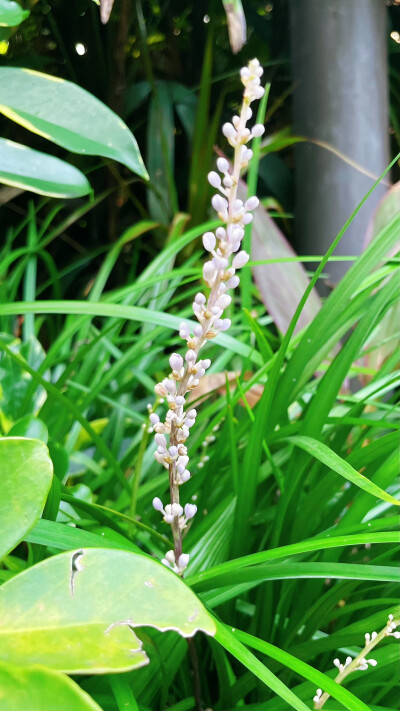 沿阶草