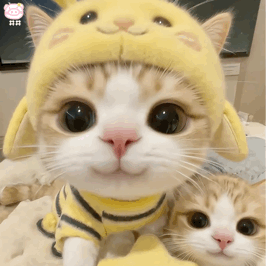 猫咪表情包动图
可爱的表情包