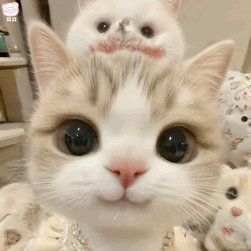 猫咪表情包动图
可爱的表情包