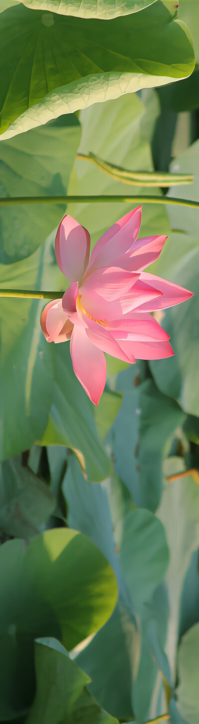 手机壁纸