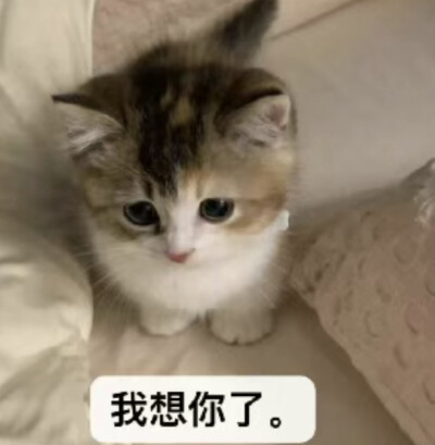 表情包