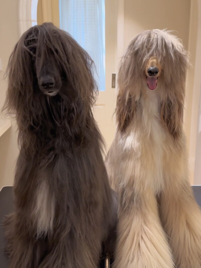 狗狗