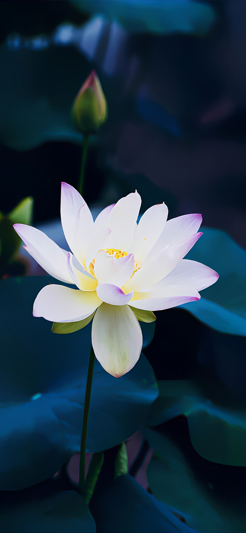 手机壁纸