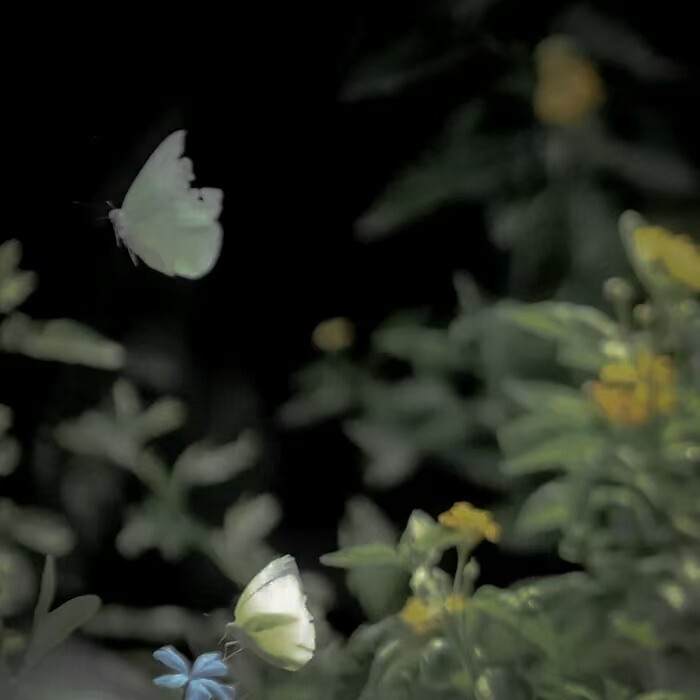 我们像夜里两棵并立的树，枝叶交错互换一点温度。我总在斟酌和你交谈时的言语，我总是就要开口却说些违心话。我明白你想要爱你的人懂你心里的冷，你是不是也理解我的那一些蠢笨，也许比起试探真心，我们最不该背对背让对方痴痴的等。