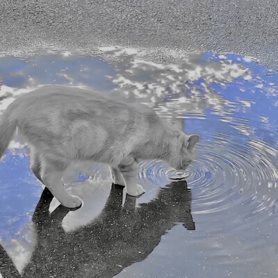 거을 잘하다 : 頌辞 - Le chant des Ciales、“Tyndall”