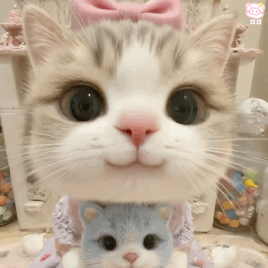 猫咪表情包动图
可爱的表情包