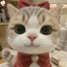 猫咪表情包动图
可爱的表情包