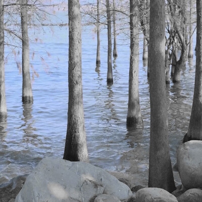 거을 잘하다 : 頌辞 - Le chant des Ciales、“Tyndall”